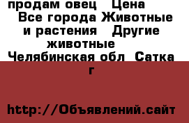  продам овец › Цена ­ 100 - Все города Животные и растения » Другие животные   . Челябинская обл.,Сатка г.